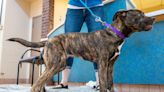 ‘A unicorn of a dog’: Bella the shelter dog has 5 legs and a lot of heart