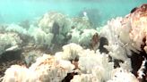Coral reefs are entering a 4th mass bleaching and it could be their last