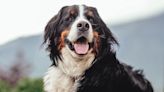 Bernese Mountain Dog’s Apprehension Over Santa Is Just Like a Human Kid