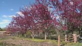 Sub-freezing temperatures impacting blooming trees