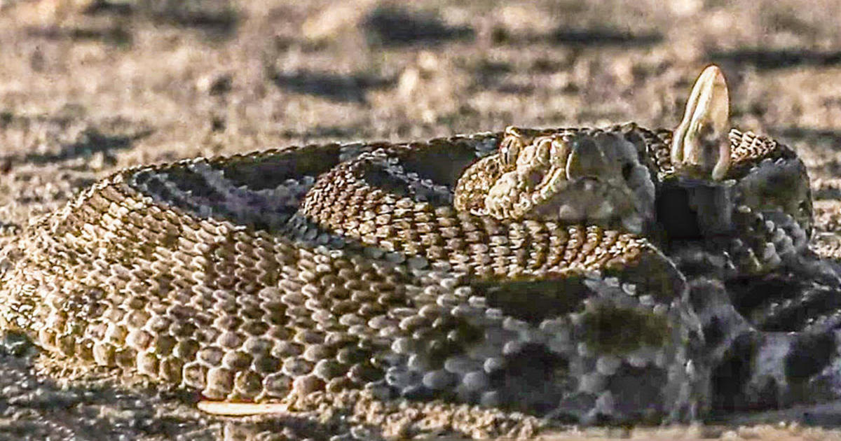 Inland Empire man finds rattlesnake in his mail