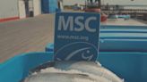 Marine Stewardship Council pauses new standards for seafood sustainability