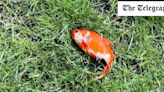 Doctor adopts goldfish he found dropped on his lawn