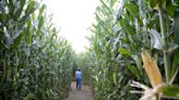 Corn mazes in Vermont: Here's how to pick the right one for you
