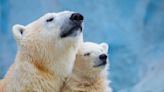 Climate change could drive these polar bears to extinction in just 10 years