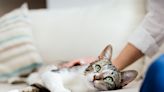 10 Most Affectionate Cat Breeds that Make Great Pets