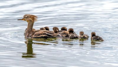 Adorable fluffy chicks dive to be in the water with their mother