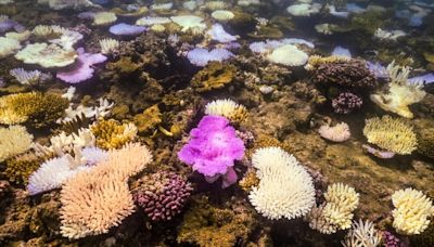 La Gran Barrera de Coral australiana sufre el peor blanqueamiento jamás registrado