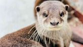 Swim and Play With the Most Adorable Otters at This Texas Ranch
