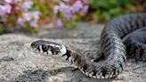 Hate Snakes? Here Are 15 Plants That Will Help Keep Them Out of Your Yard This Summer