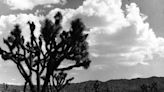 History: After a century of effort, Joshua trees still in need of protection