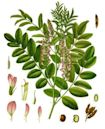 Glycyrrhiza