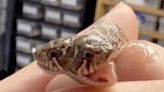 Rare two-headed snake hatches at exotic pet shop in Devon