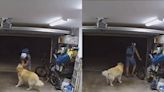 Ladrón acaricia a perrito antes de huir con bicicleta robada en casa de San Diego