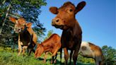 ‘Test animals before movement’: Bird flu in Kansas cattle milk