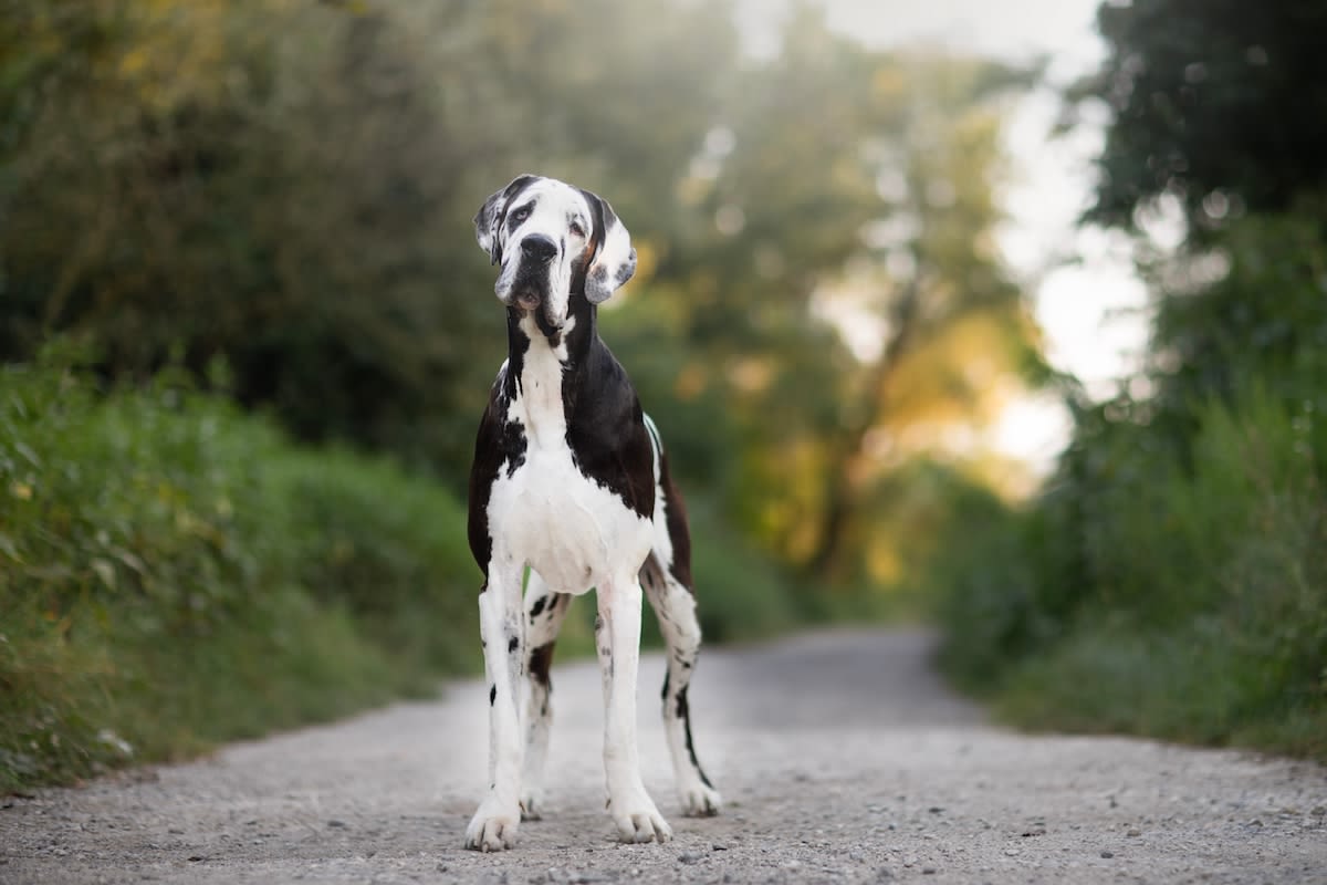 Gentle Giant Great Dane Decides to 'Foster Pair of Orphaned Kittens' After Falling in Love