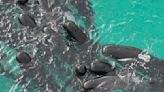 Cerca de 100 ballenas piloto quedan varadas en playa de Australia; alrededor de la mitad han muerto