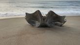 Massive humpback whale skull discovered washed up on Atlantic coast