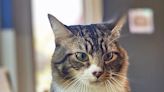 Hello Dali, this long-haired tabby is looking for a nice mellow family