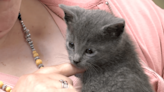 ‘Not how I saw my Thursday going, but I’ll take it!’ Maplewood faculty given kitten by student