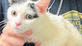 Six cats, including three kittens, dumped at park in Naugatuck