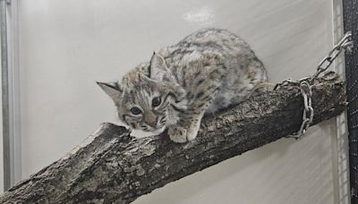 'Grace' the baby bobcat escapes from Washington Park Zoo