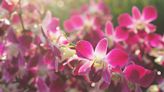 The Hidden Meaning Behind 10 Stunning Orchid Colors