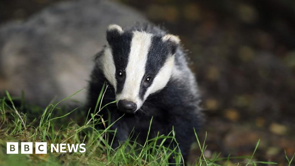 Dales snare trapping inquiry after badger found dead