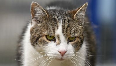 Larry the cat becomes first cat to serve six PMs at 10 Downing Street