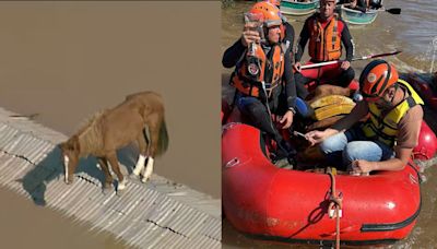 Como foi o resgate do cavalo "Caramelo" no Rio Grande do Sul