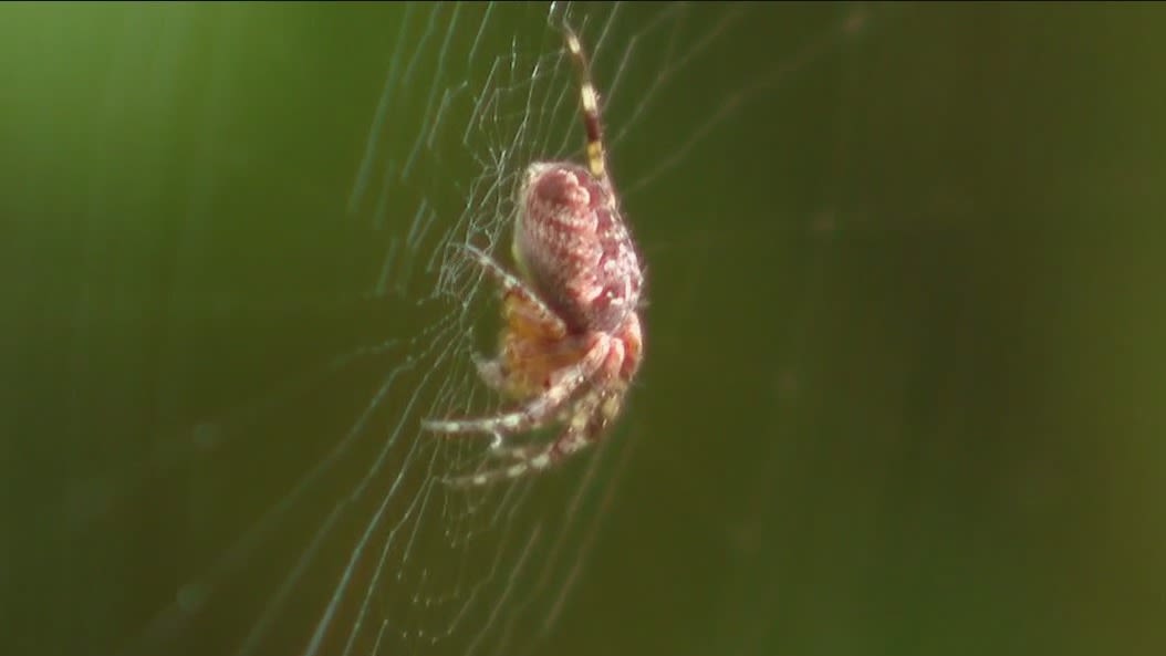 Seattle's spider season is back. What causes it?