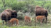 WATCH: San Angelo State Park welcomes 4 bison calves