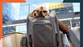 The 8 Best Dog Backpack Carriers of 2024, Tested and Reviewed