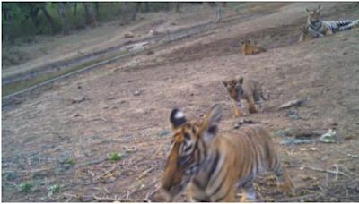IFS officer celebrates Sariska reserve's conservation triumph with tiger cubs’ pic