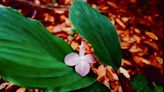 They don't bloom all year? So what? It's a shame to shun these seasonal perennials