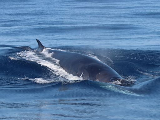 El vídeo del insólito avistamiento de un grupo de ballenas rorcuales en las aguas de la Costa Tropical