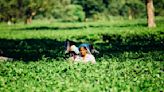 Accel backs Produze to help agri-producers in India export globally