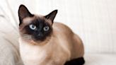 10 Siamese Cats Who Have the Internet Falling in Love