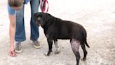 100 homeless animals to be moved after Denton County shelter floods