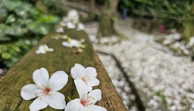 來客庄追雪！桃園桐花祭系列活動4/20開跑