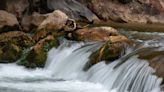 Woman clinging to log in Zion National Park river had no pulse when rescued, rangers say