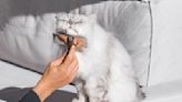 9 Pet Hair Brushes That’ll Leave Your Furry Friend Looking Their Best