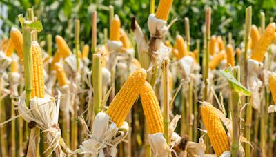 Colheita da safrinha de milho 2024 atinge 83% no Centro-Sul, diz AgRural | Agro Estadão