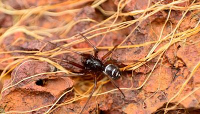 Map reveals every sighting of the venomous false widow spider in the UK