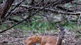 State kills more than 200 ‘zombie deer’ on Texas ranch