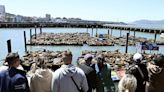 Sea Lions' Spectacular Return Brings Joy to San Francisco's pier 39