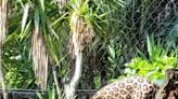 It’s Banks’ birthday; Jacksonville Zoo and Gardens celebrates one-year since jaguar’s birth