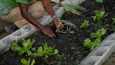 Equilibrium/Sustainability — Community gardens could help curb flooding