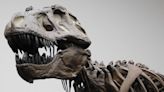 ¡Increíble! En China descubren huellas de un velociraptor de cinco metros