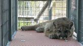 Riverside Discovery Center's new puma,‘Little Man’ making big strides